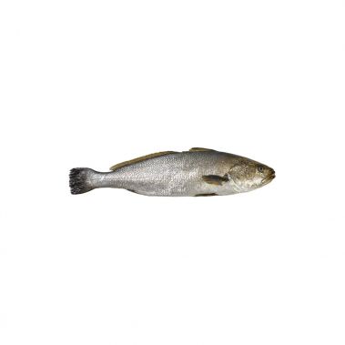 Ērgļzivs (Corvina), neķid., 3+kg, atvēs, 1*10kg