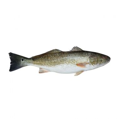 Asaris plankumainais (Red Drum), ķid., 3+kg, atvēs, 1*10kg