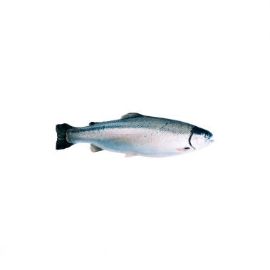 Forele Varavīksnes Fjordu (Salmon trout), ķid., a/g, 4-5kg, atvēs., 1*~20kg