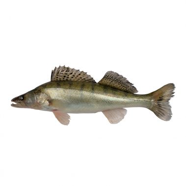 Pike-perch, not gutted, head on, 1-2.5kg, chilled, 1*5kg, Latvia