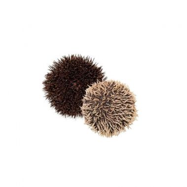 Jūras ezis (Sea Urchin), 150-200g, atvēs., Francija, 1*3kg