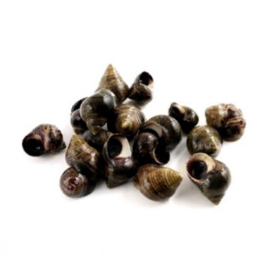 Gliemenes Bigorneaux (Winkles), atvēs., 1*3kg, Francija