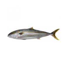 Lakedra dzeltenastu (King fish - Hamachi), ķid., a/g, 2-3kg, atvēs., 1*10kg