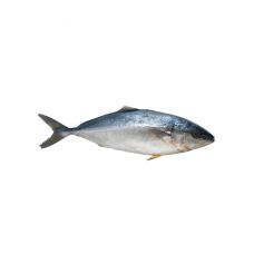 Tunzivs Zilā (Blue fin tuna) vesels, ķid., b/g, 10+kg, atvēs.