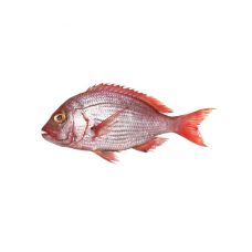 Snapers sarkans (Red Snapper), ķid., 2-4kg, atvēs., 1*10kg