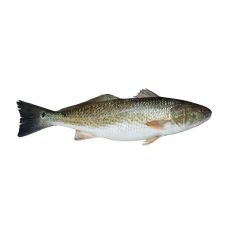 Asaris plankumainais (Red Drum), ķid., 800-1000 kg, atvēs, 1*10kg