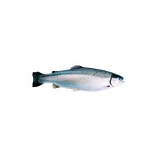 Salmon Trout, gutted, head on, 4-5kg, chilled, 1*~20kg