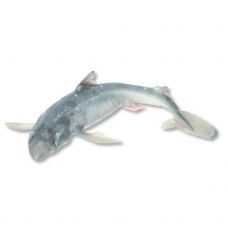 Haizivs dzelkņu liemenis (Spiny dogfish), b/ā, 300+g, atvēs.