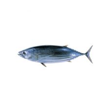Tunzivs svītrainā (Skipjack tuna), neķid., 800-1200g, atvēs.