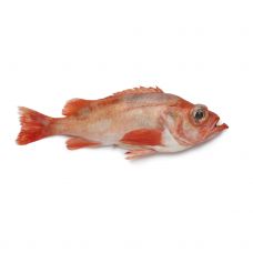 Sarkanasaris (Red Fish), neķid., 0.7-1.5kg, atvēs., 1*20kg