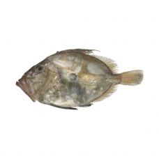 Sv. Pētera zivs (John Dory), vesela, 1-2kg, atvēs.