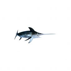 Zobenzivs (Swordfish), neķid., 10+kg, atvēs.