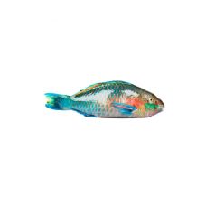Papagaiļzivs (Parrot Fish), neķid., 1-2kg, atvēs., 1*6kg
