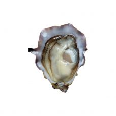 Oyster Creuses SP POESIE 3 (60-80g), 24pcs, France