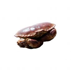 Krabis brūns (EDIBLE CRABS), dzīvs, 400-800g, 1*3kg
