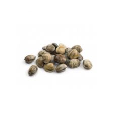 Gliemenes Palourdes (Carpet shells), M, atvēs., 1*3kg