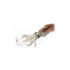 Kalmāri mazie (Baby Squids), 100-150g, atk., 1*3kg