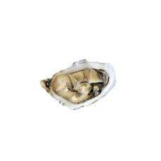 Oysters Creuses SP AVEIRO 3 (60-80g), 48pcs, Portugal